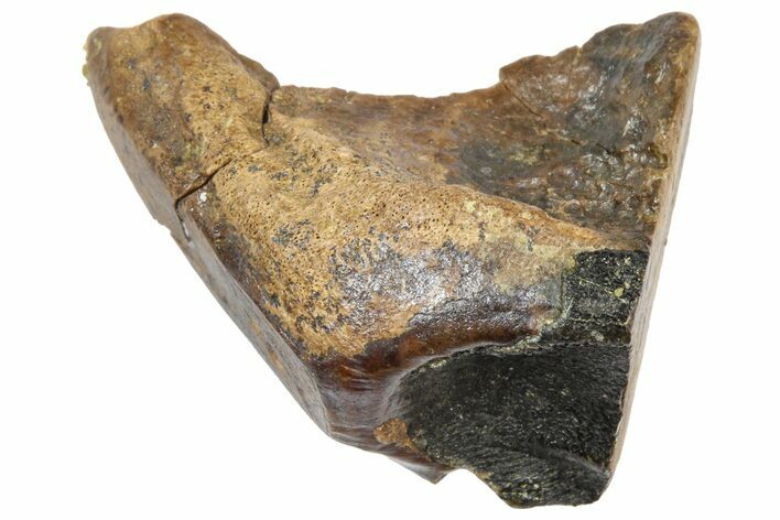 Fossil Triceratops Shed Tooth - Wyoming #364349